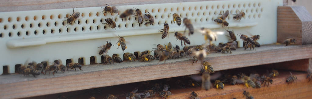 Bienen Flugloch