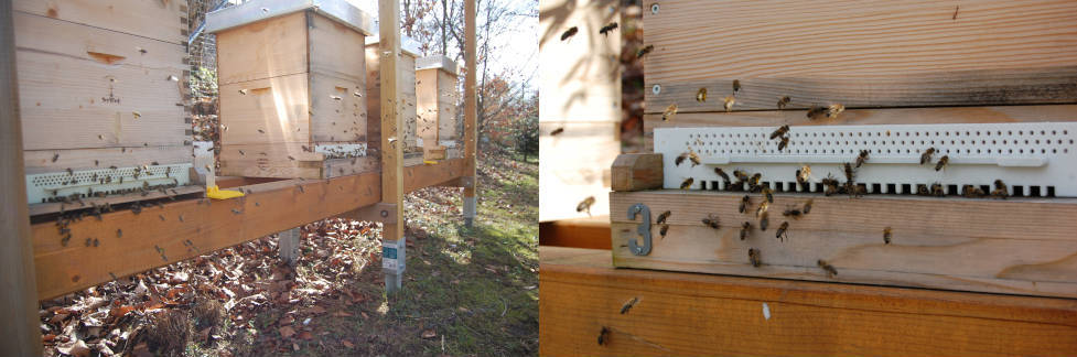 Bienenstock Nummer 3